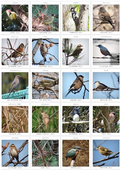 庭 鳥|野鳥図鑑（野鳥の種類、名前）